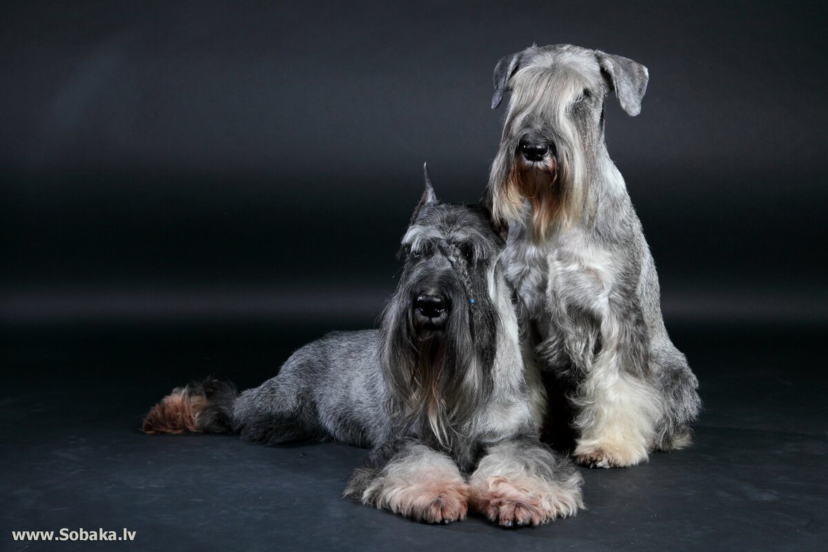 фото взято из интернета, из свободного доступа, без нарушения авторских прав, с обязательной ссылкой на сайт правообладателя.