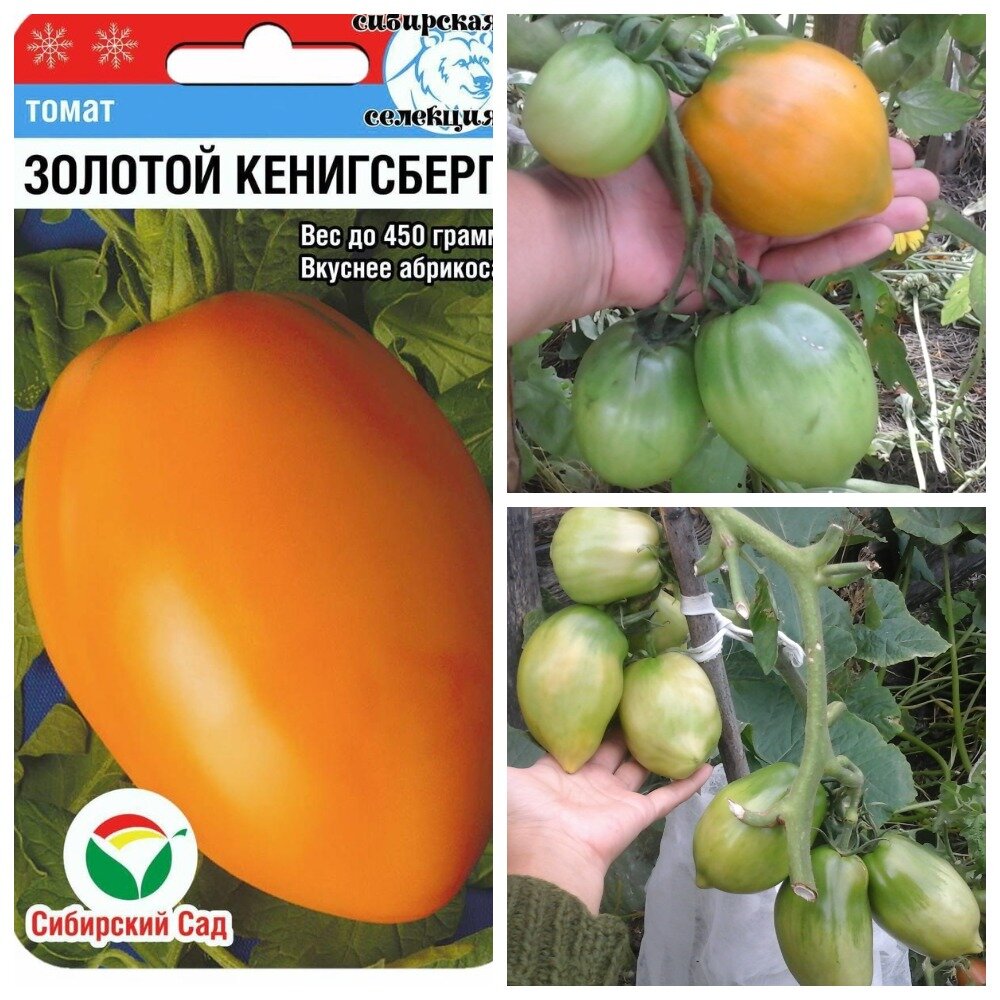 Томат сибирский абрикос. Томат мохнатый абрикос. Томат сибирский абрикос. Томат сибирский абрикос. Томат абрикосовый лапоть.