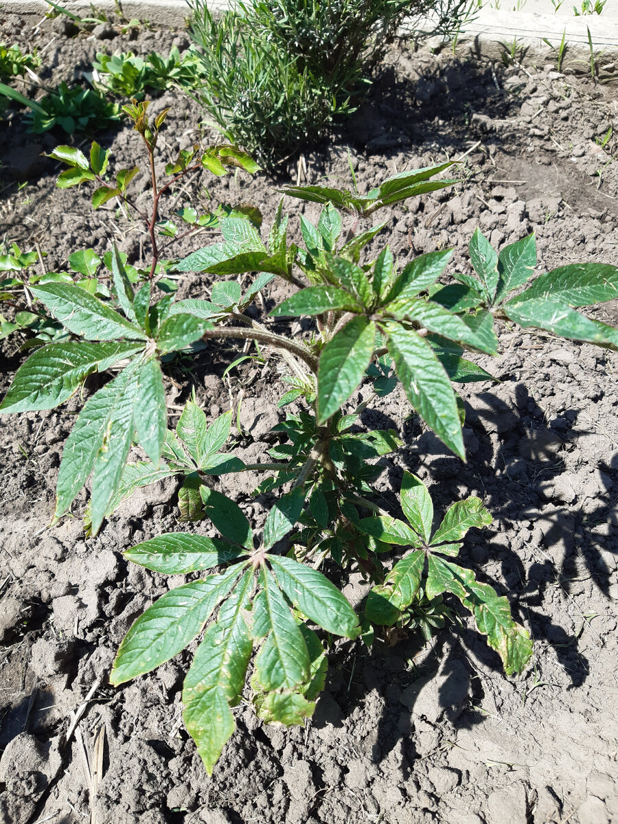 Так она выглядела после высадки в ОГ