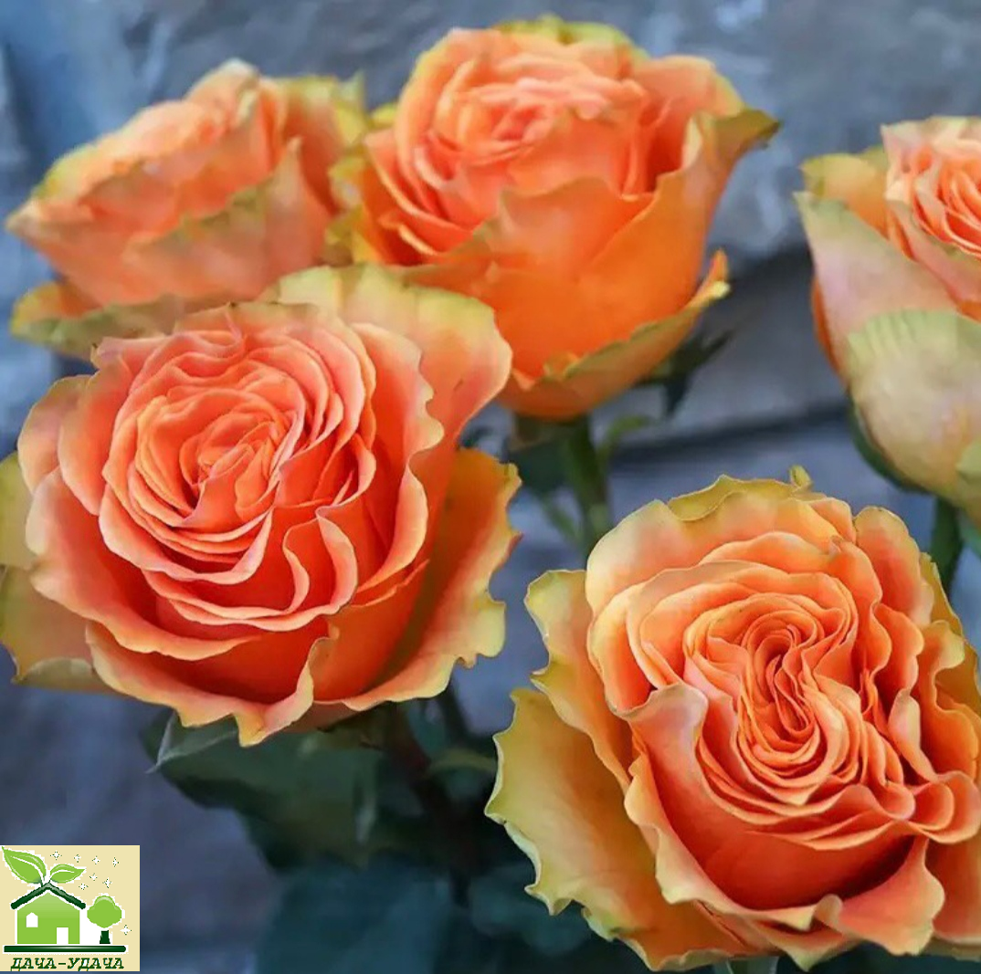 роза пич экспрешн