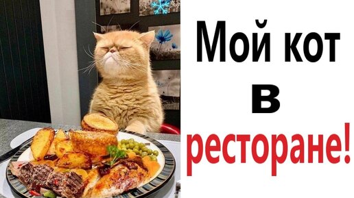 Лютые приколы. КОТ В РЕСТОРАНЕ!!! САМОЕ смешное видео! Попробуй не засмеяться! - Domi Show!