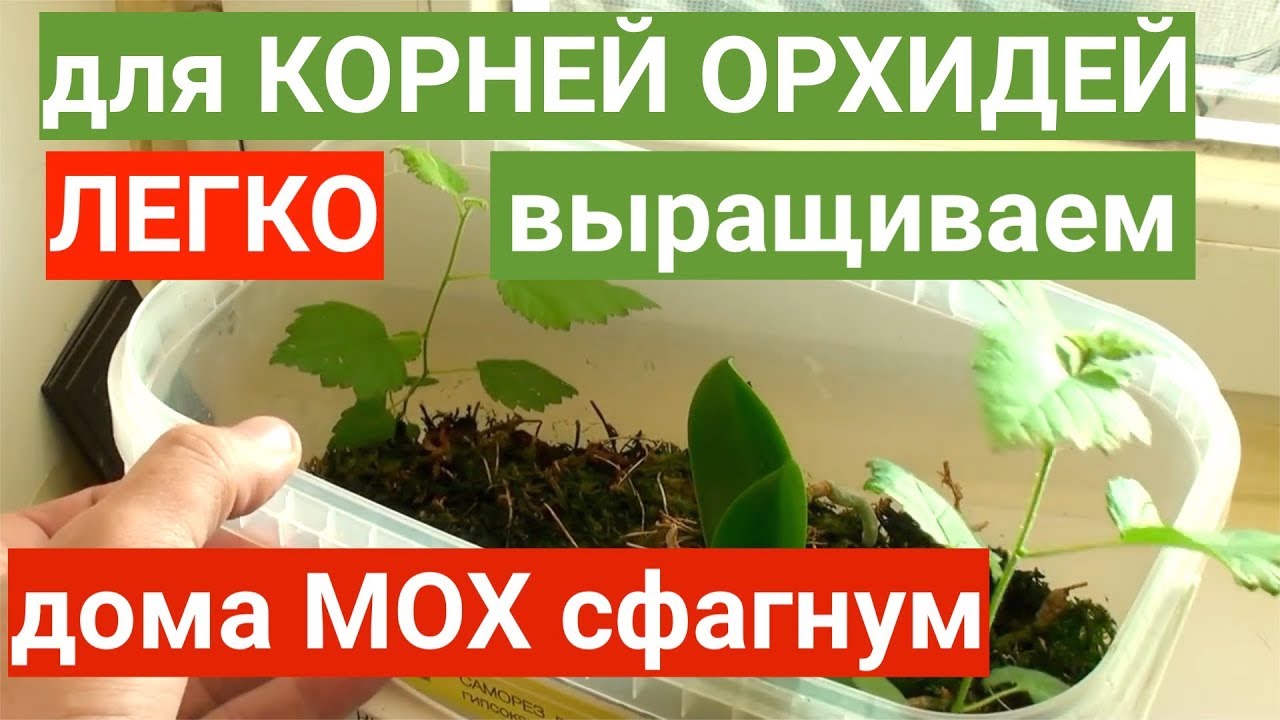 Лучший для Корней Орхидей Наращиватель - мох сфагнум Легко Вырастить дома