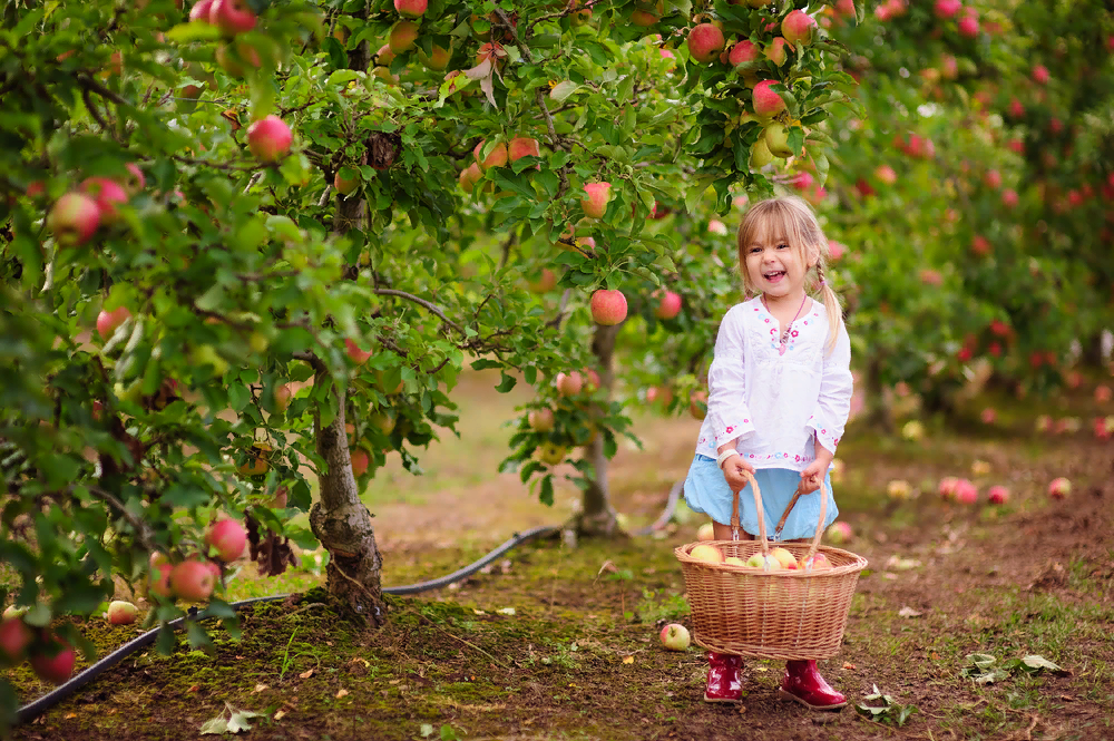Яблочки... Да это же объедение! Источник: Яндекс. Картинки.