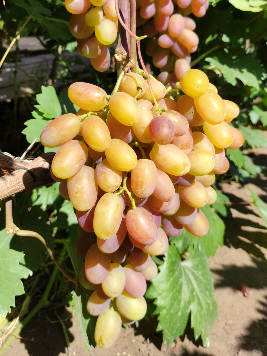 Виктор. Нереальный красавчик!