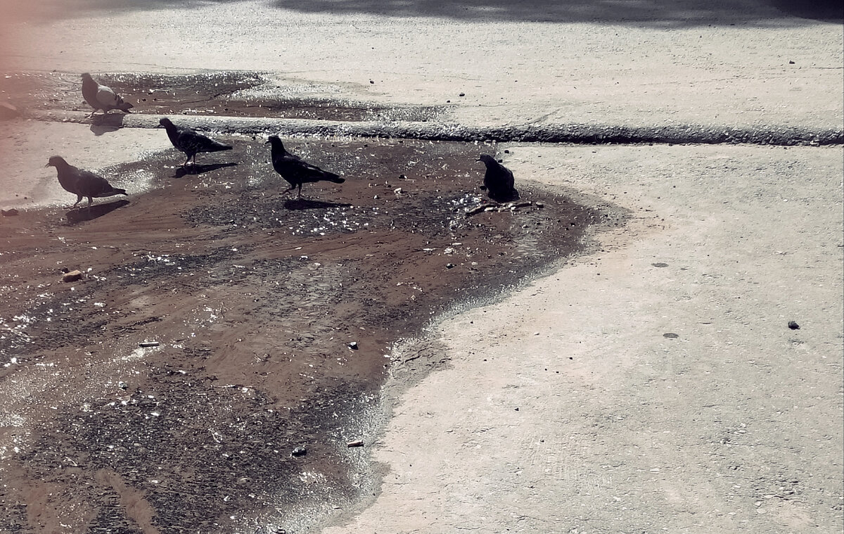 Место  для купания и питья голубей