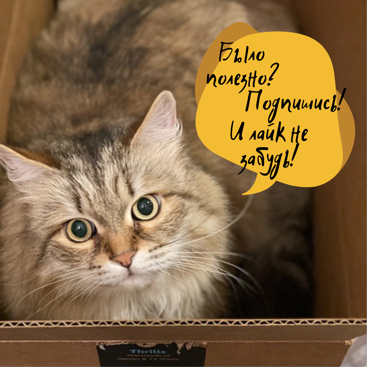 Популярность в социальных сетях