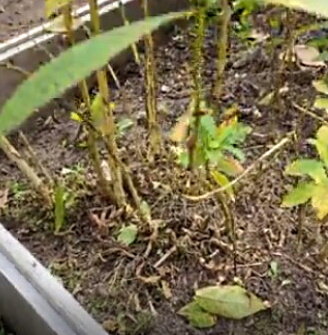 Устаревающий куст флоксов давно нуждается в омоложении