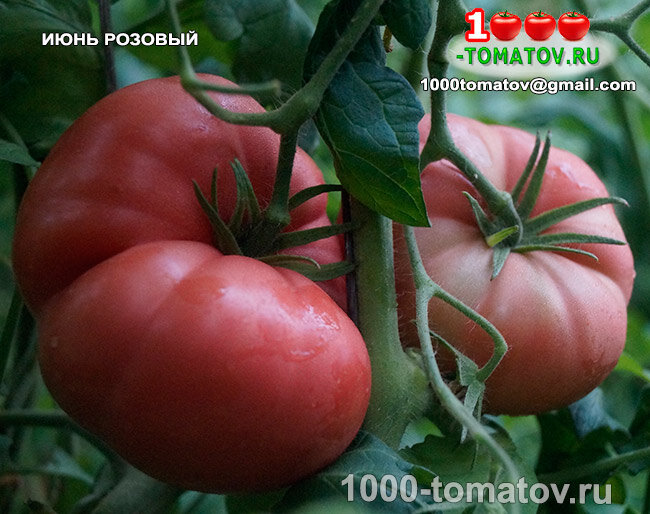 Томат Июнь Розовый June Pink фото 1