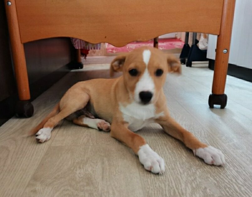 Бемби- один из пяти щенков, которые сейчас находятся в Москве.