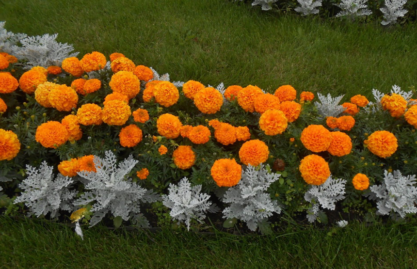 Бархатцы на клумбе. Фото с https://dizainexpert.ru/