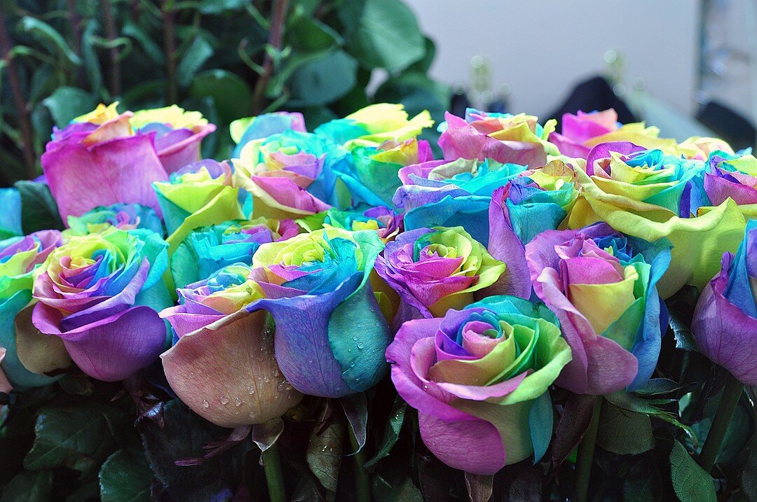 Необычные картинки роз. Разноцветные цветы. Розы необычной расцветки. Разноцветные розы. Необычные сорта роз.