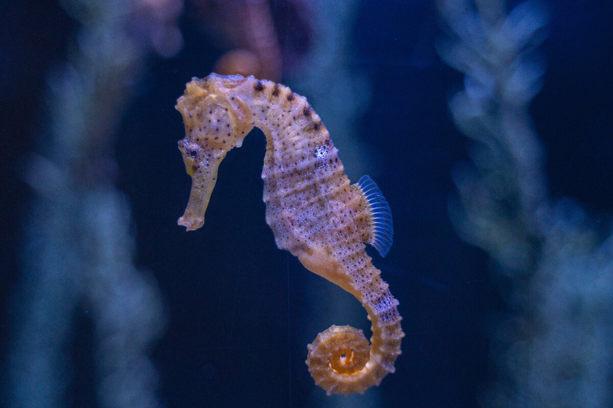 Close Up Shot of a Seahorse by Sergiu Iacob, pexels.
