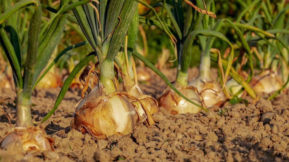 Ухаживать за огородом важно круглогодично. Фото: Pixabay 