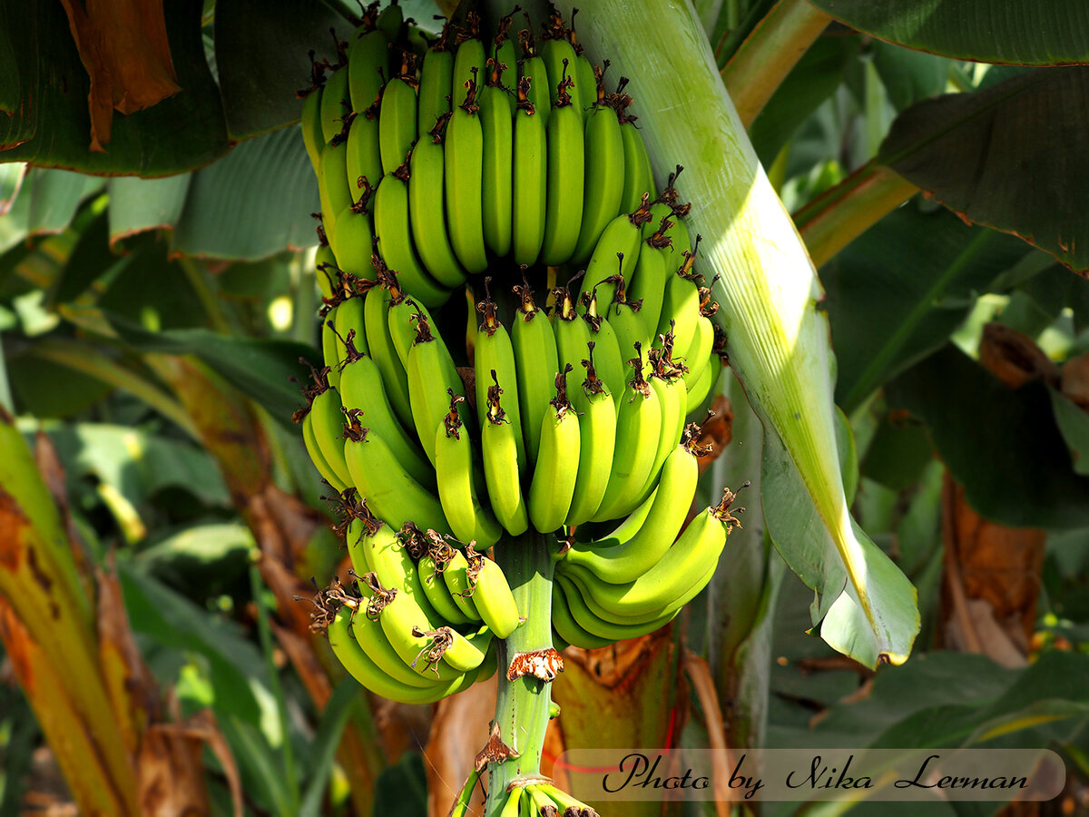 В китае растут бананы. Банановые плантации Тайланда. Колумбия бананы. Плантации бананов в Бразилии. Бананы в Бразилии.