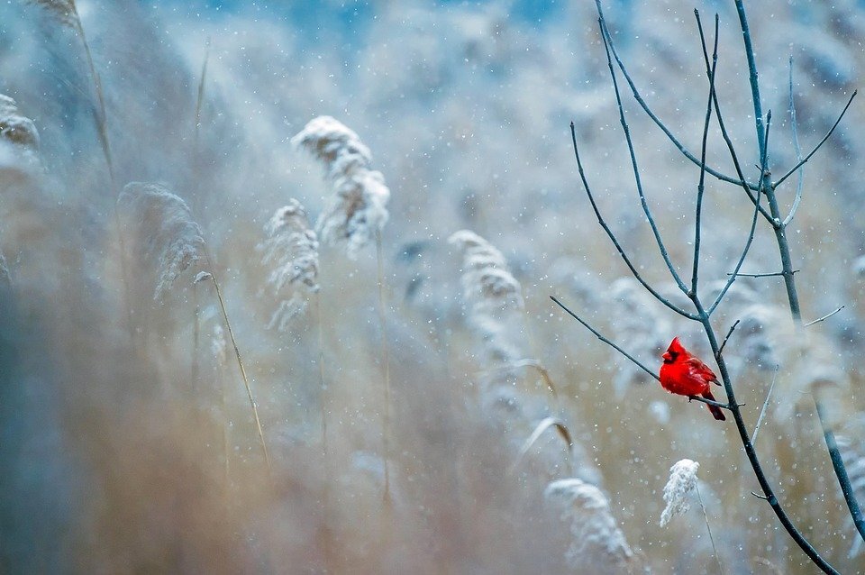 pixabay.com/