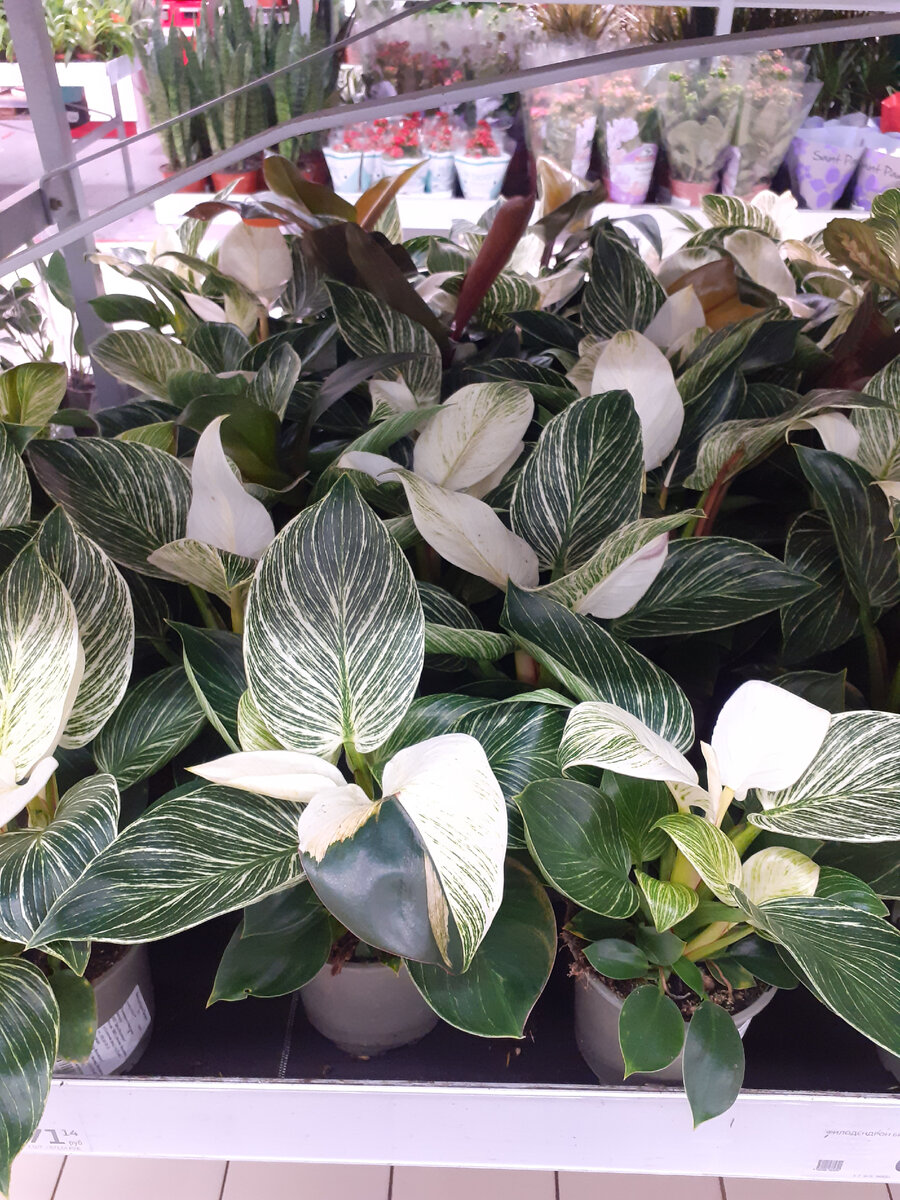 Филодендрон Биркин