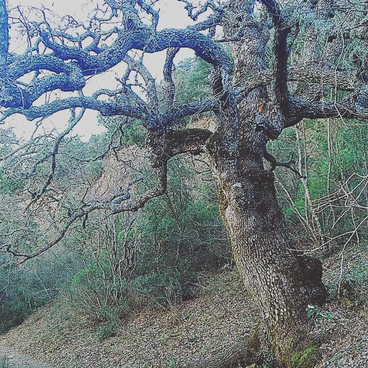 Вот такое дерево я увидела прямо на тропе, в начале пути
