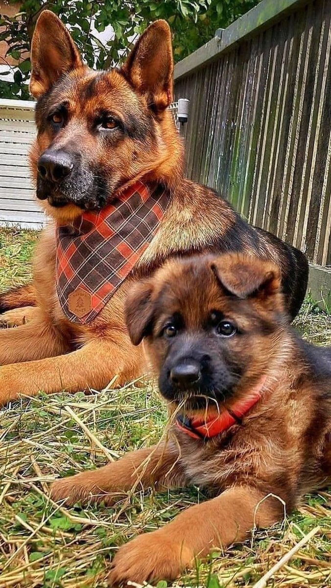 Немецкая овчарка с щенком