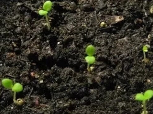 Ростки петунии