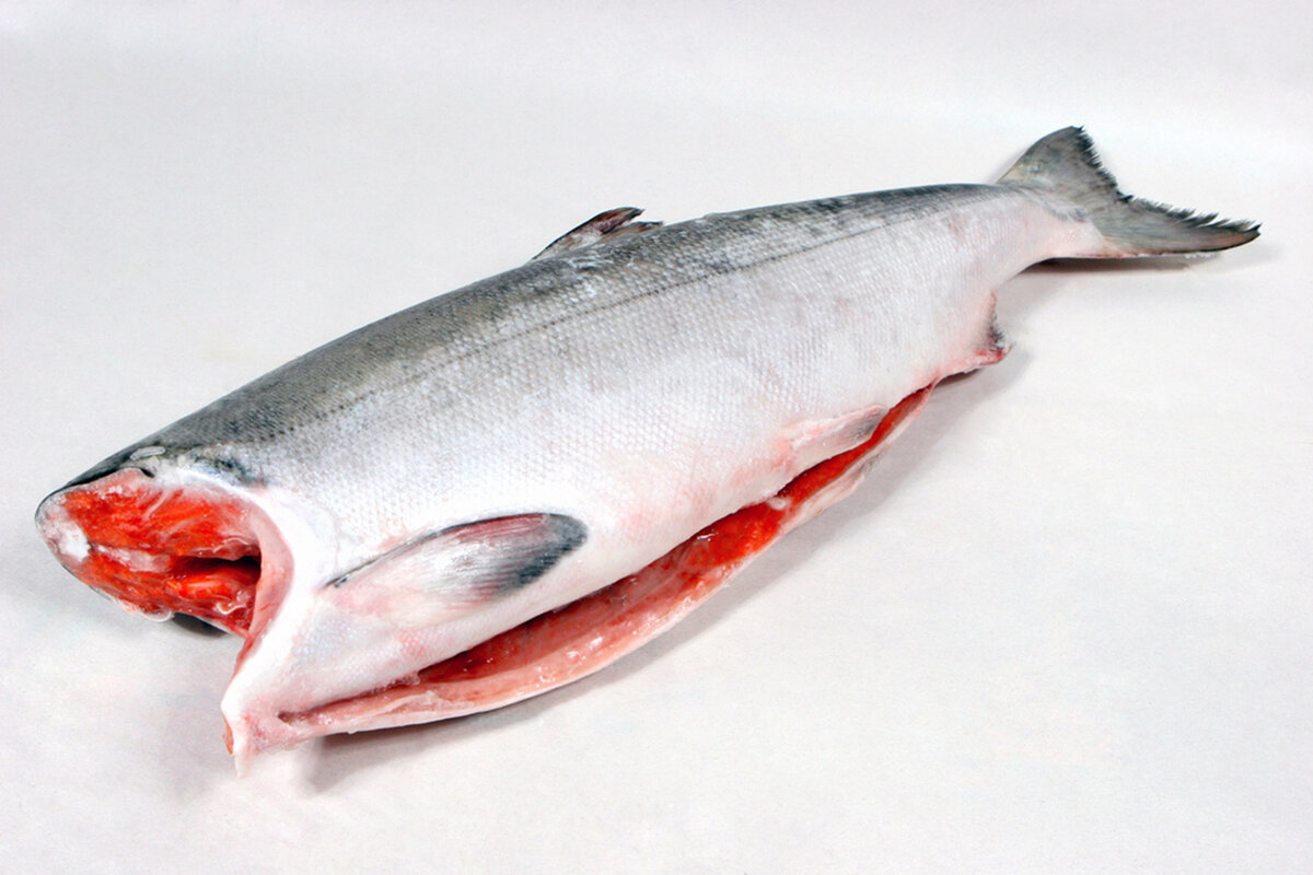 Красная рыба: чем отличаются лососи | INMYROOM Кухни | Дзен