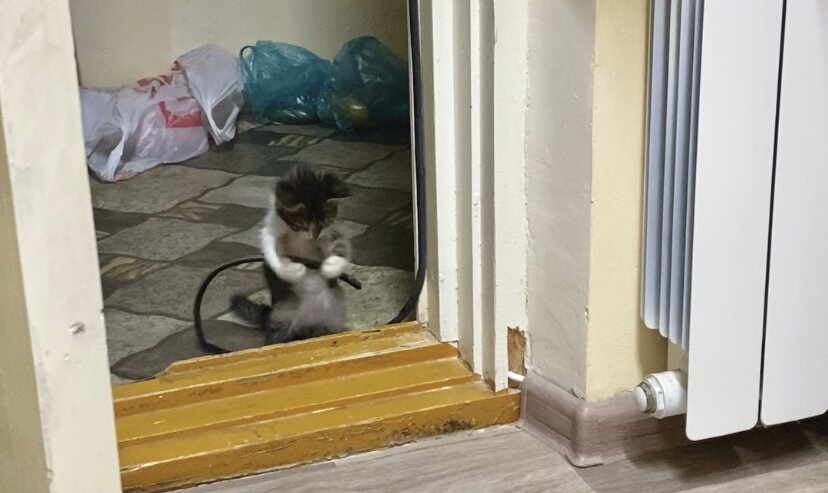 На этой фотографии Симбе 2 месяца