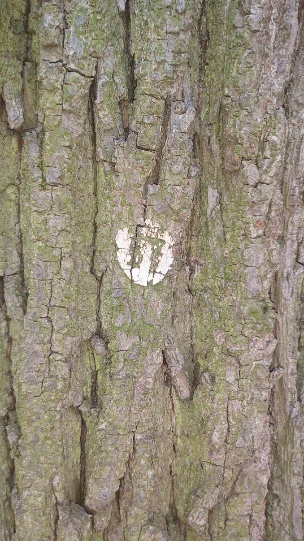 Номер кадастрового учета на деревьях воронцовского парка