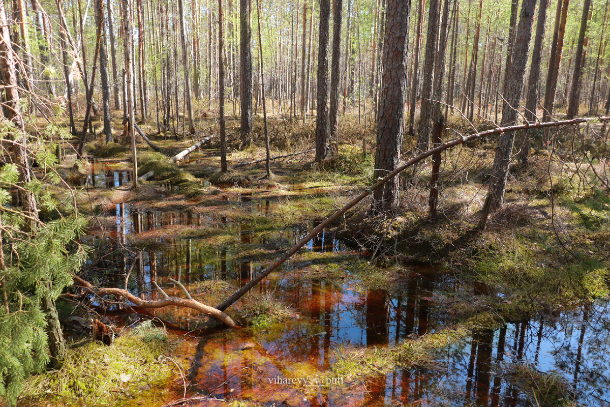 Вишенское болото. Внимание: заповедная зона! (фото - автора)