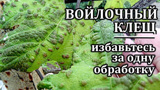 Виноградный зудень или войлочный клещ на винограде Новый препарат от войлочного клеща