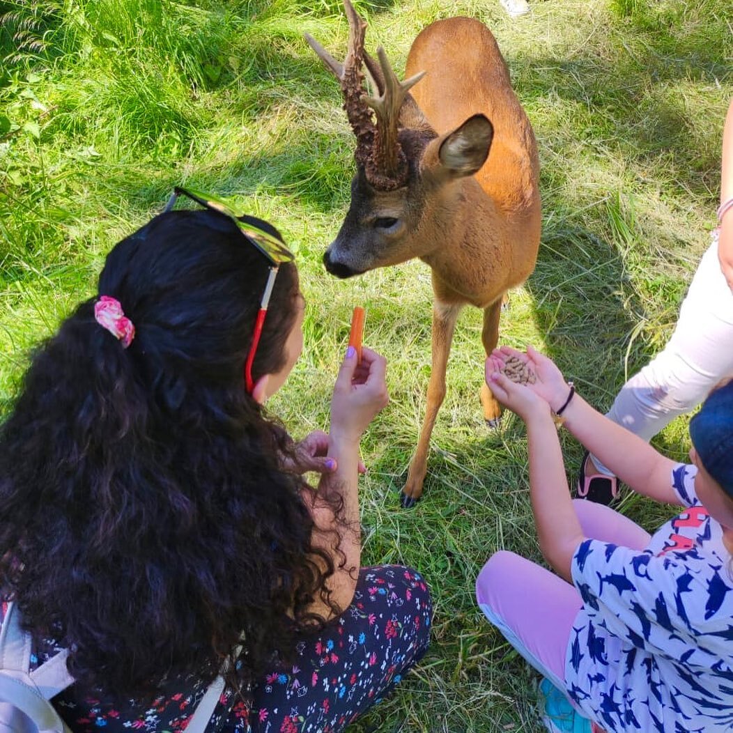 Сафари парк сочи адлер. Можайск сафари парк. Подмосковный сафари-парк деревня. Сувениры в подмосковном сафари парке. Сафари парки в подмосковье с животными.
