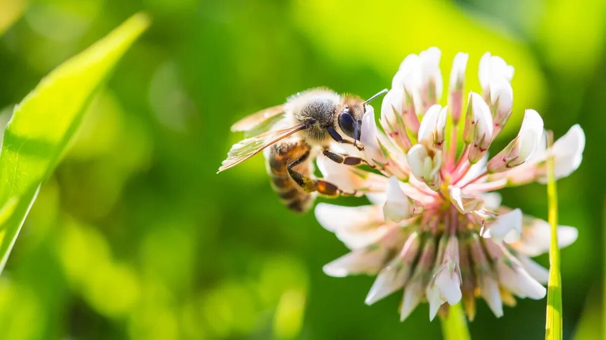 В этот день почитали пчел. Фото: pxfuel.com 