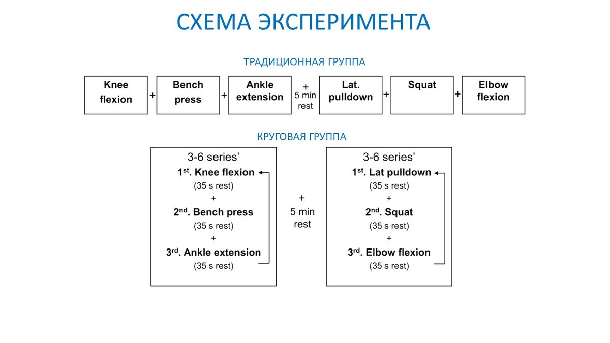 Круговая силовая тренировка. Сравнение эффектов с обычной силовой | Василий  Волков | Дзен