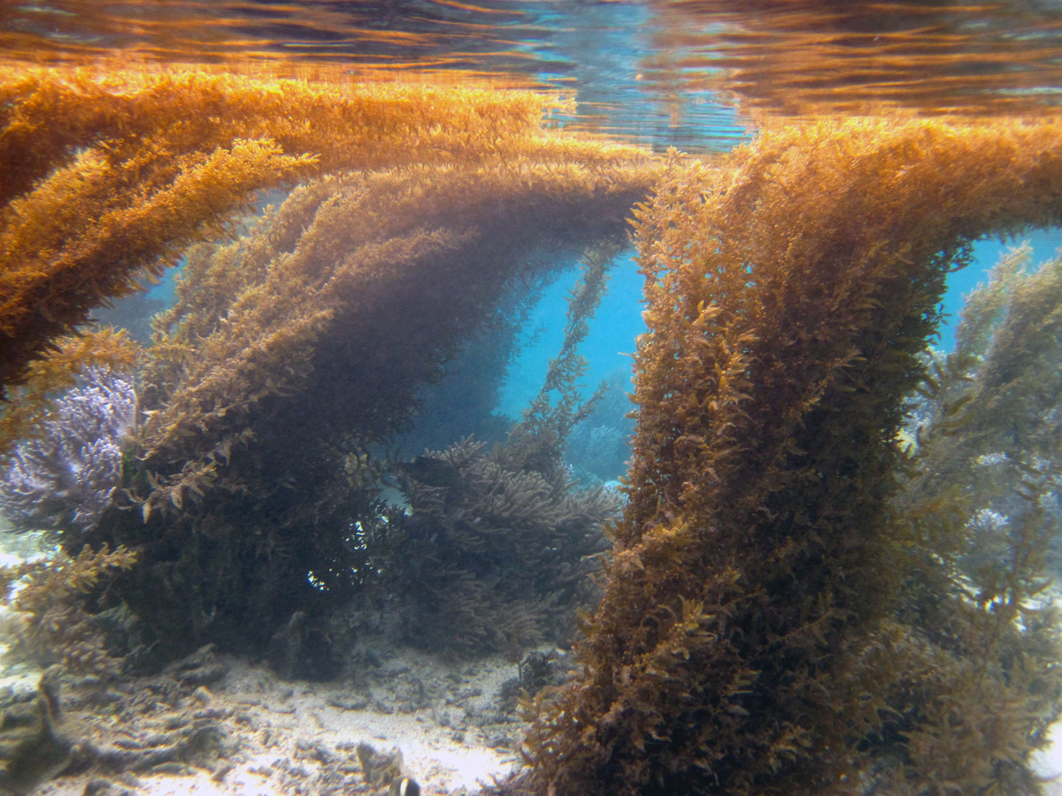 Какое название имеет море без берегов. Саргассово море водоросли саргассум. Саргассово море бурые водоросли. Саргассово море Бермудский треугольник. Бурые водоросли саргассум.