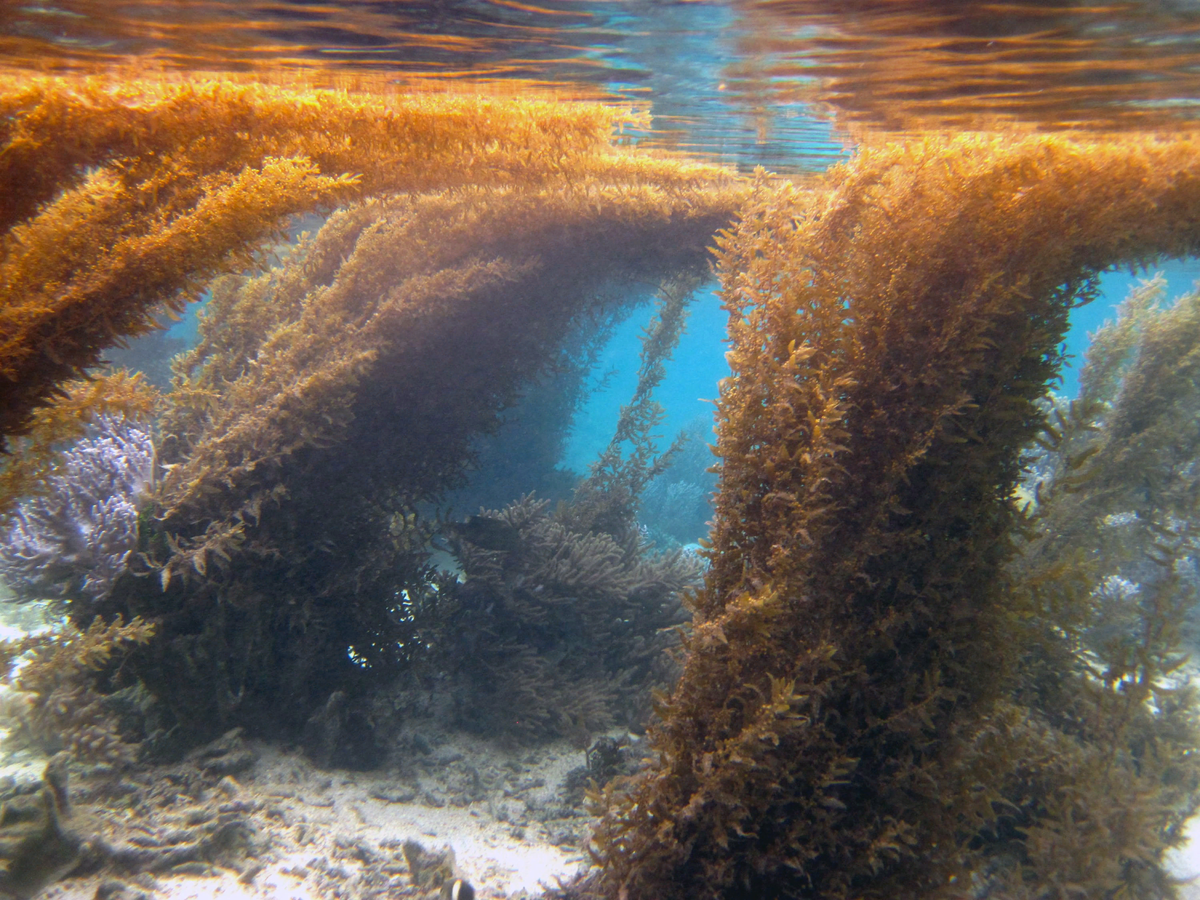 Водоросли мертвого моря. Саргассум водоросль. Саргассово море водоросли. Саргассово море Бермудский треугольник. Саргассово море кладбище кораблей.