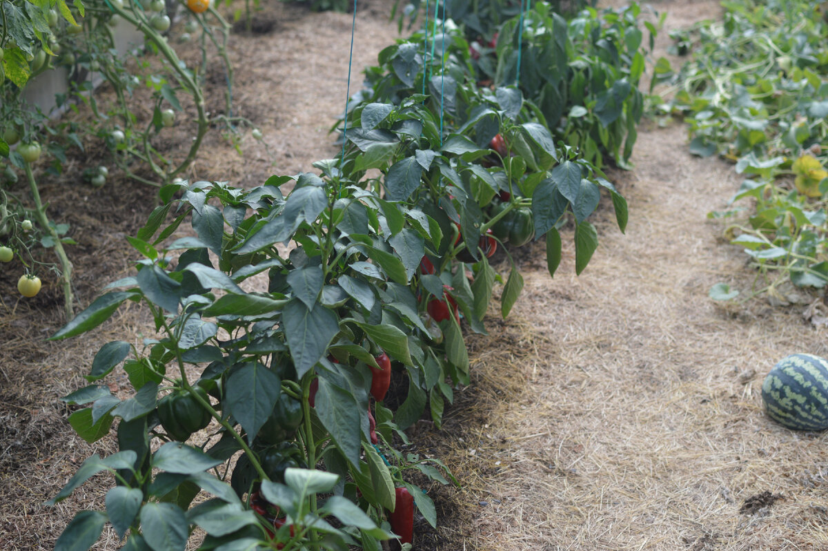 сорт Красный куб