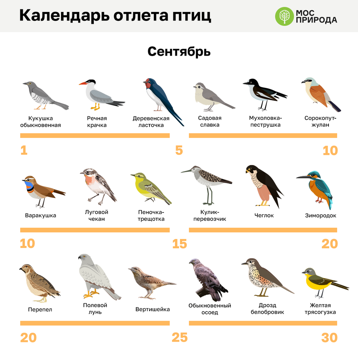 Небольшая перелетная птица зимующая в африке. Определитель птиц Подмосковья перелетные. Календарь отлета птиц. Птицы Москвы с названиями. Птицы обитающие в Москве.