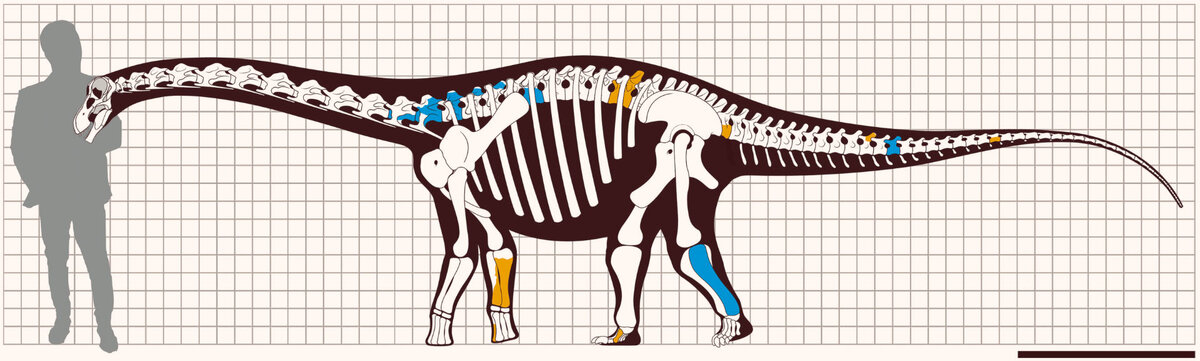 Реконструкция скелета Ibirania parva: восстановленные костные элементы (цветные) и отсутствующие кости (белые) были реконструированы путем сравнения с близкородственными видами; оранжевые элементы представляют голотип, синие элементы представляют уже упомянутые экземпляры. Масштабная линейка – 1 м.