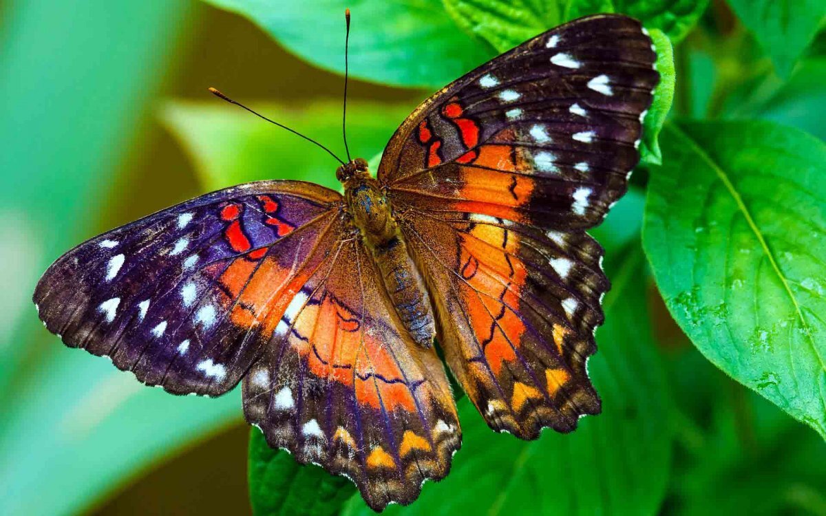 Почему бабочки такие разные и красивые