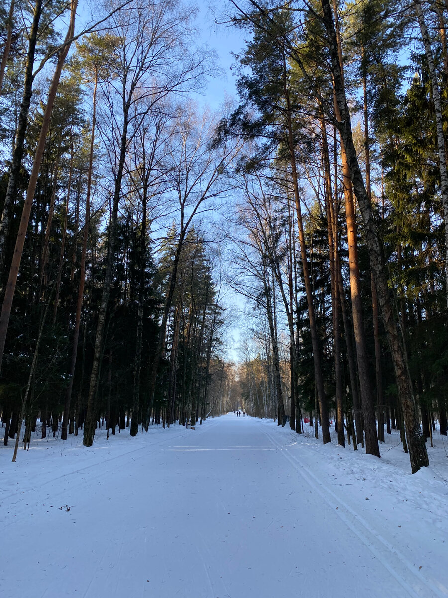 По всему парку проходит лыжня 