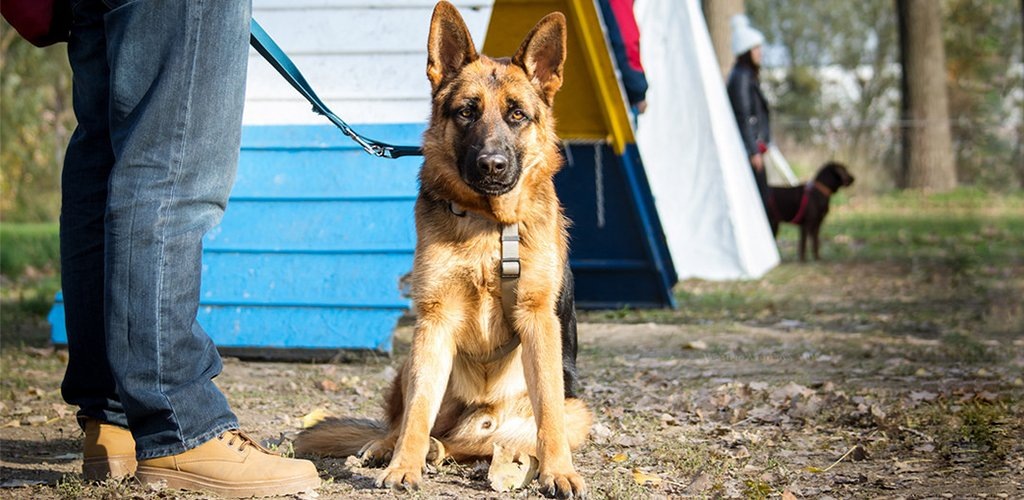 Команда «Сидеть!» относится к базовым в общем курсе дрессировки собак. Ее отработка не направлена, конечно, на то, чтобы научить пса сидеть, это он прекрасно умеет делать и без всяких уроков. В первую очередь, обучение этой команде формирует у животного такие качества, как выдержка, послушание, внимательность, дисциплинированность. Умение собаки садиться по первому требованию пригодится в том случае, если хозяину необходимо особенно тщательно контролировать ее поведение. Также команда «Сидеть!» применяется для того, чтобы успокоить питомца, подготовить его к исполнению последующих, более сложных приказов.  