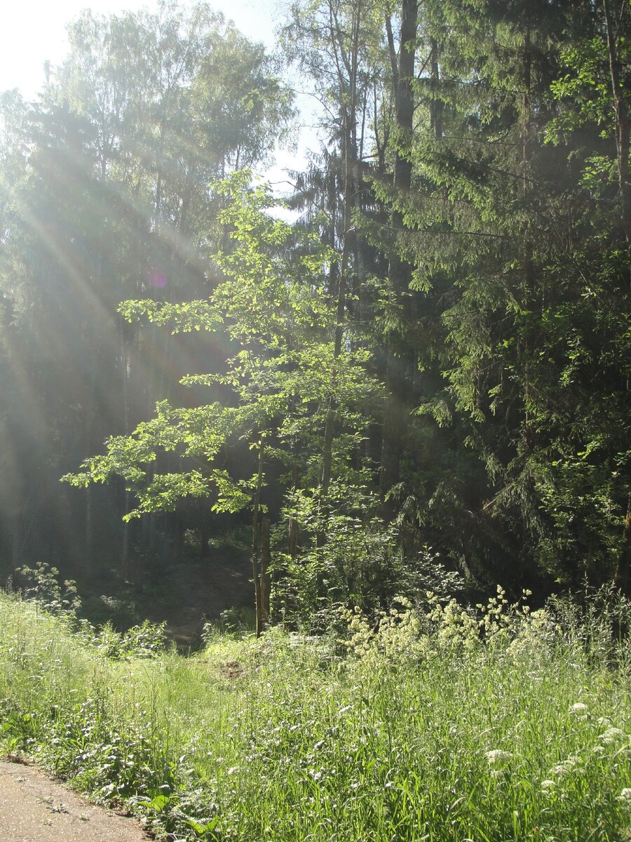 Фото автора .24 .06.2020