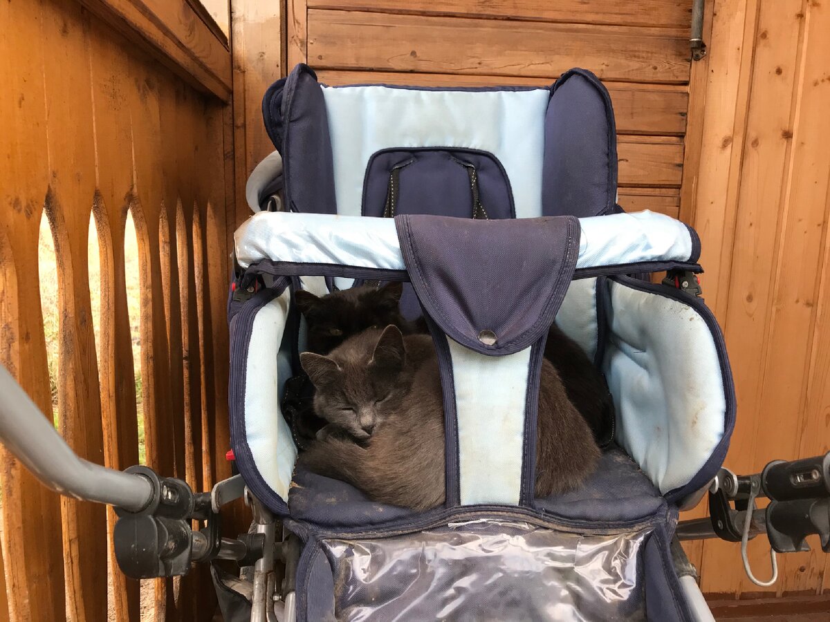 Кошки на отдыхе