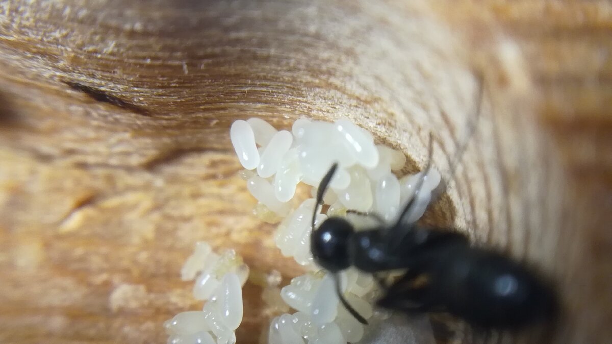 Источник из официальной группы ВКонтакте : https://vk.com/mirmikariy