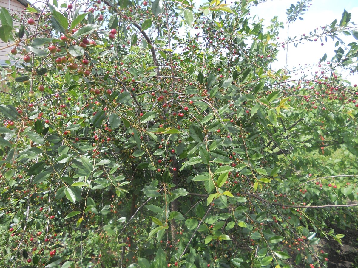 Недавно  заметила на своей вишне тлю, я задалась вопросом как от неё избавить?