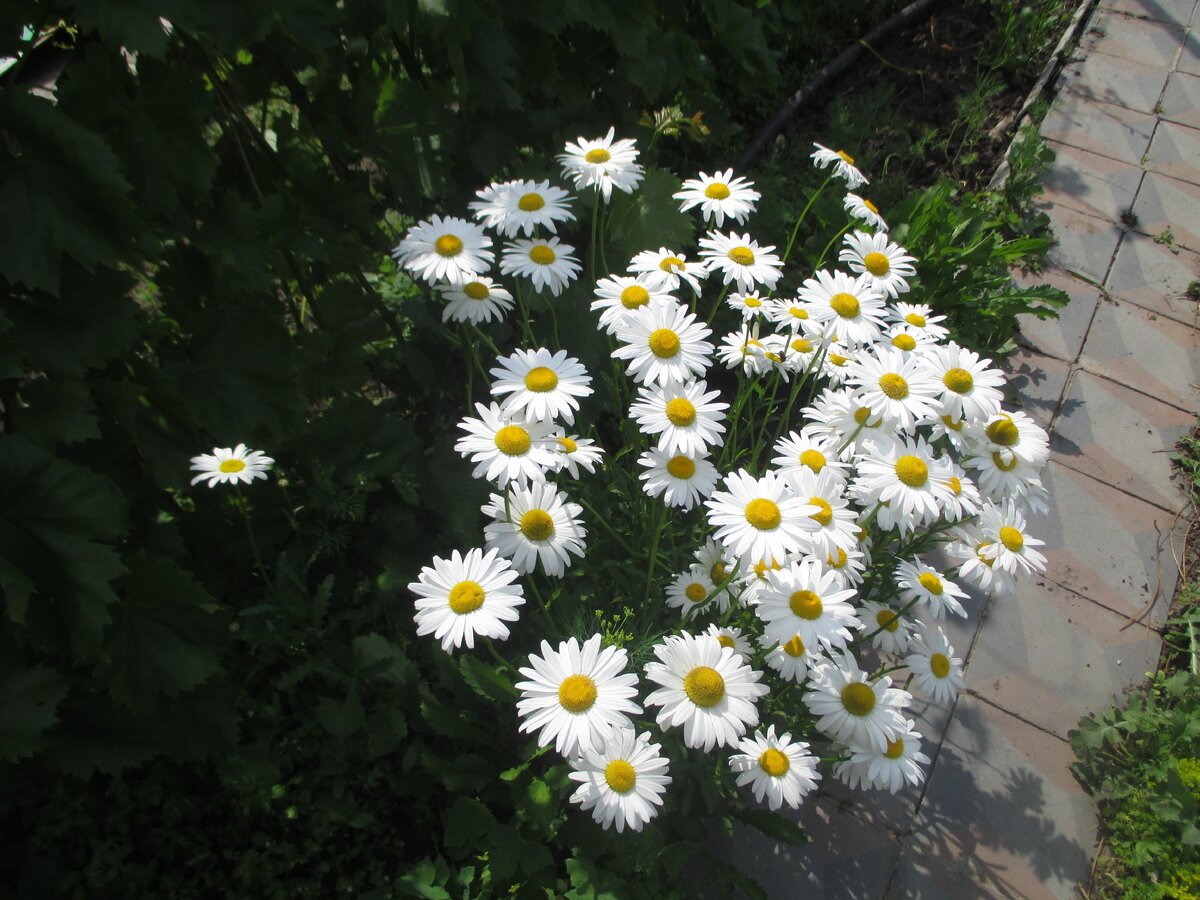 Просто ромашки. Их в викторине не будет. Но будет много похожих :)