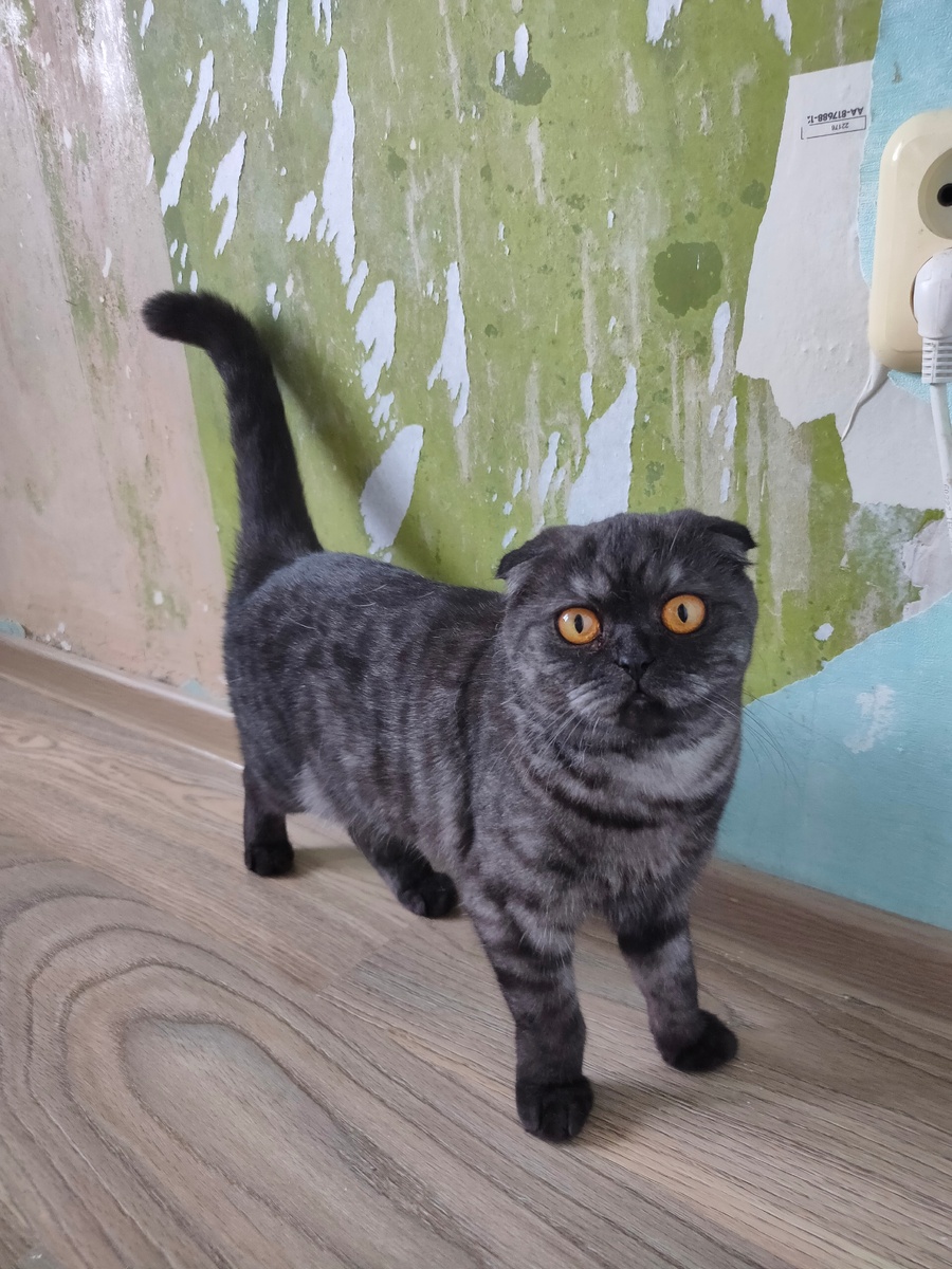 Без помощницы не обойтись!