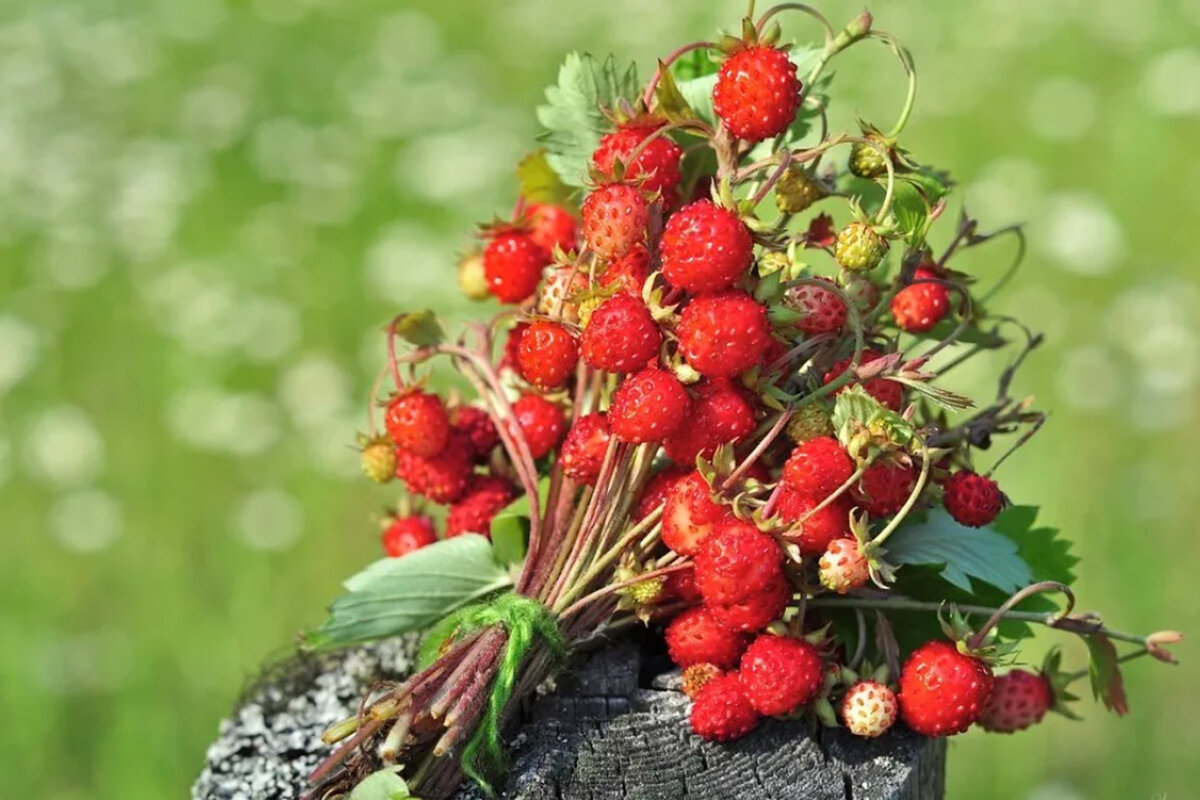 Июль - макушка лета