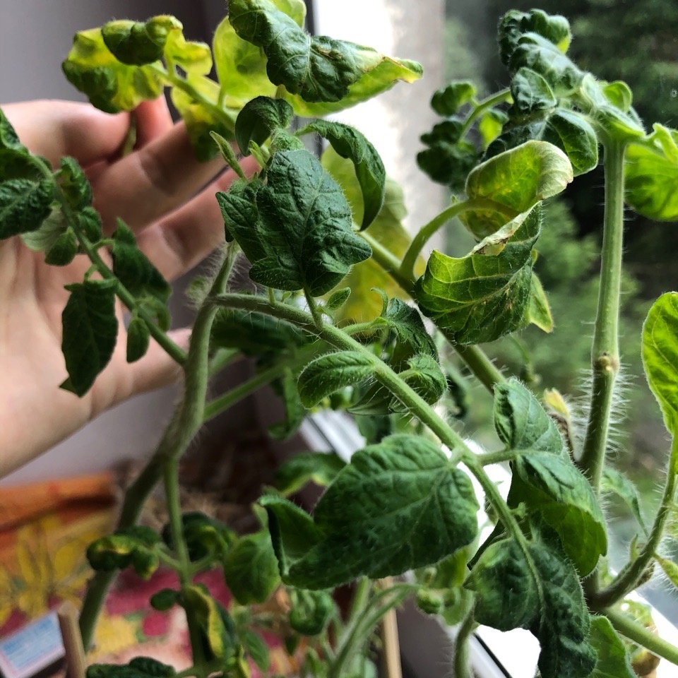 Мои ростки томатов на подоконнике