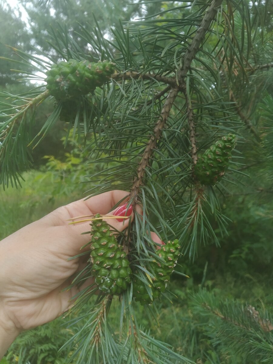 🌲В лес -за шишками.