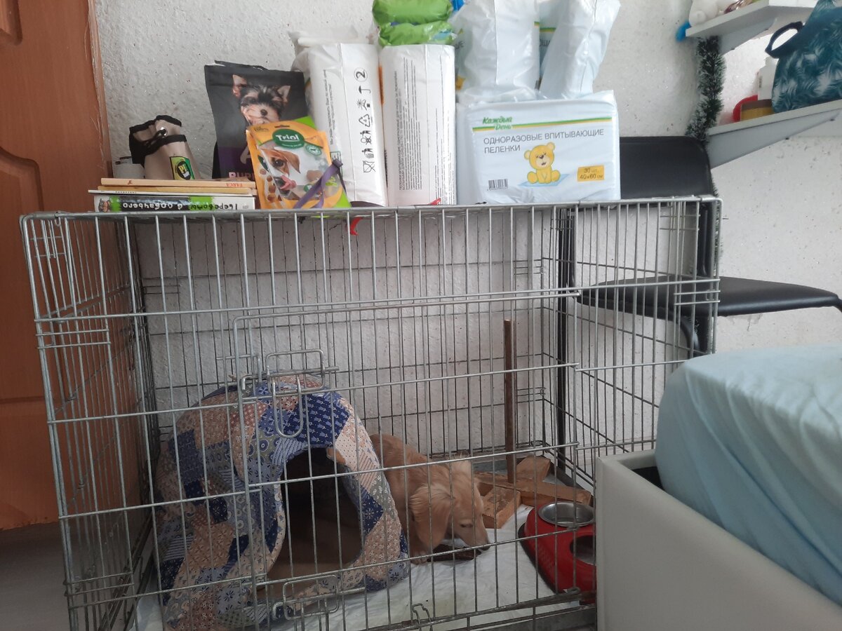 Клетка большая,помещается всё. 