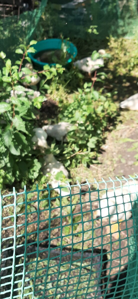 Тут муларды